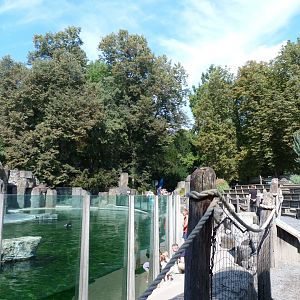 Cape fur seal exhibit -Zoo Praha (2025)