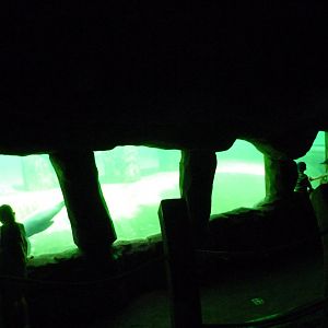 Cape fur seal underwater viewing -Zoo Praha (2025)