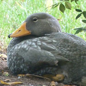 Fuegian steamer duck -Zoo Praha (2025)