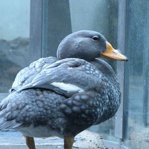 Fuegian steamer duck -Zoo Praha (2025)