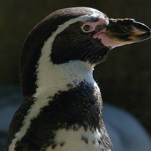 Humboldt penguin -Zoo Praha (2025)