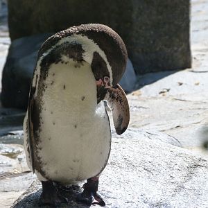 Humboldt penguin -Zoo Praha (2025)