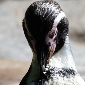 Humboldt penguin -Zoo Praha (2025)