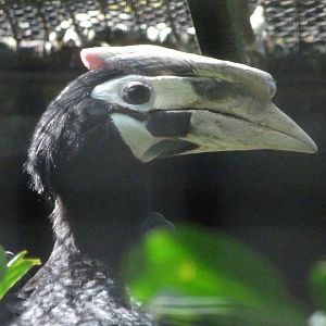Palawan hornbill -Zoo Praha (2025)