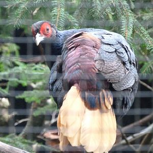 Malay crestless fireback -Zoo Praha (2025)