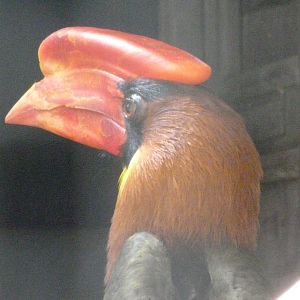 Northern rufous hornbill -Zoo Praha (2025)