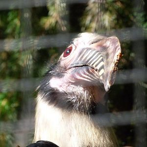 Luzon hornbill -Zoo Praha (2025)