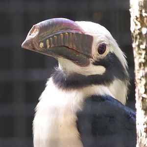 Visayan hornbill -Zoo Praha (2025)