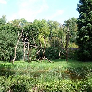 Ring-tailed lemur exhibit -Zoo Praha (2025)