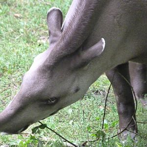 South American tapir -Zoo Praha (2025)