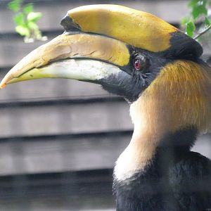 Great hornbill -Zoo Praha (2025)