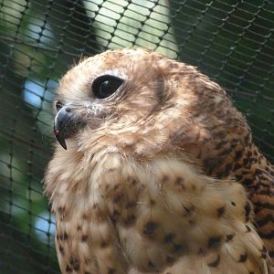 Pel's fishing-owl -Zoo Praha (2025)