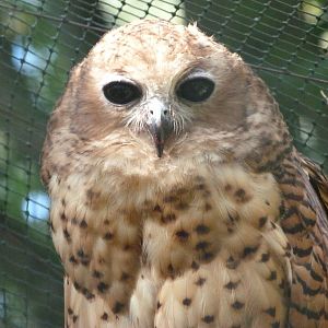 Pel's fishing-owl -Zoo Praha (2025)