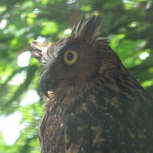 Buffy fish-owl -Zoo Praha (2025)