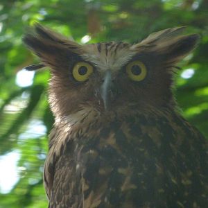 Buffy fish-owl -Zoo Praha (2025)