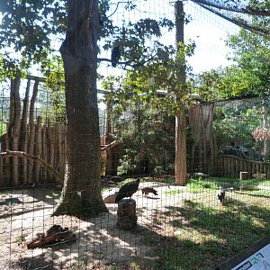 Western Egyptian vulture, Hooded vulture and Western honey buzzard exhibit -Zoo Praha (2025)