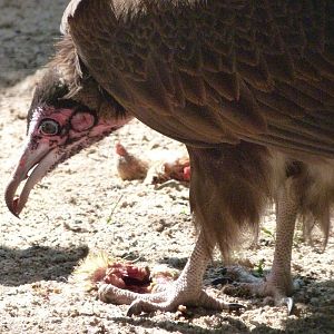 Hooded vulture -Zoo Praha (2025)