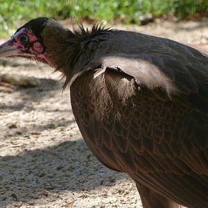 Hooded vulture -Zoo Praha (2025)