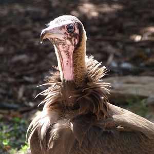 Hooded vulture -Zoo Praha (2025)