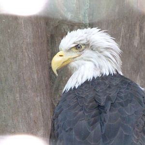 Bald eagle -Zoo Praha (2025)