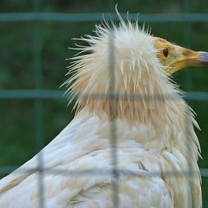 Western Egyptian vulture -Zoo Praha (2025)