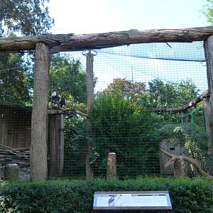 Steller's sea eagle exhibit -Zoo Praha (2025)