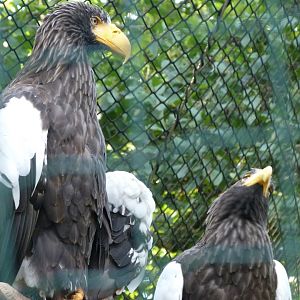Steller's sea eagles -Zoo Praha (2025)