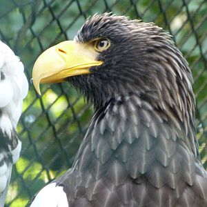 Steller's sea eagle -Zoo Praha (2025)
