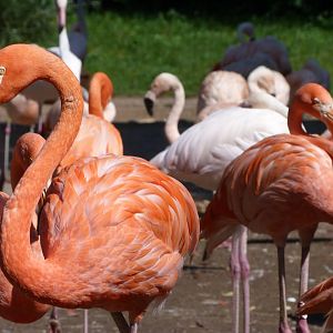 Caribbean flamingoes -Zoo Praha (2025)