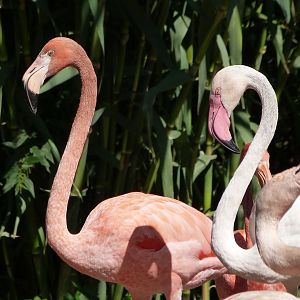 Greater flamingo and Caribbean flamingo -Zoo Praha (2025)