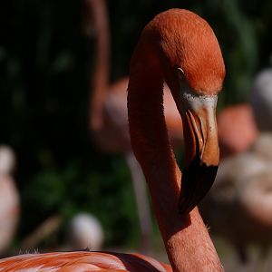 Caribbean flamingo -Zoo Praha (2025)