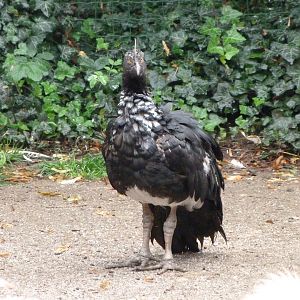 Horned screamer -Zoo Praha (2025)