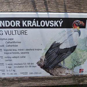 King vulture sign -Zoo Praha (2025)