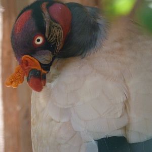 King vulture -Zoo Praha (2025)