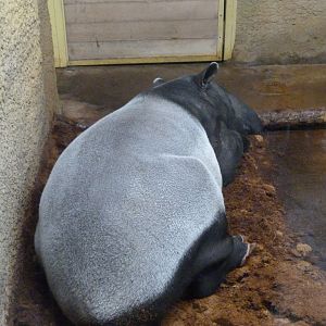 Malayan tapir -Zoo Praha (2025)