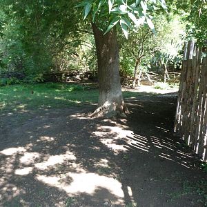 Malayan tapir exhibit -Zoo Praha (2025)