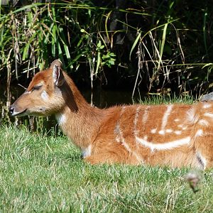 Western sitatunga -Zoo Praha (2025)