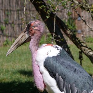 Marabou -Zoo Praha (2025)