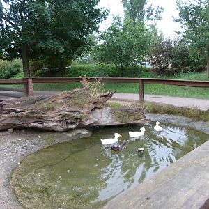 German landrace duck exhibit -Zoo Praha (2025)