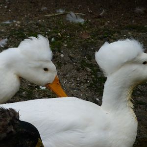 German landrace ducks -Zoo Praha (2025)
