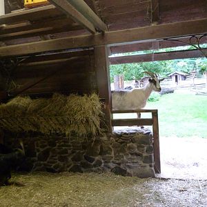 Dwarf zebu, Ouessant sheep and Domestic goat stable -Zoo Praha (2025)