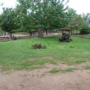 Dwarf zebu, Ouessant sheep and Domestic goat exhibit -Zoo Praha (2025)