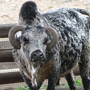 Dwarf zebu -Zoo Praha (2025)