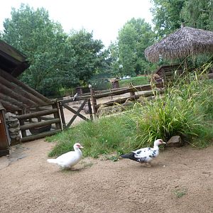 Domestic muscovy duck exhibit -Zoo Praha (2025)