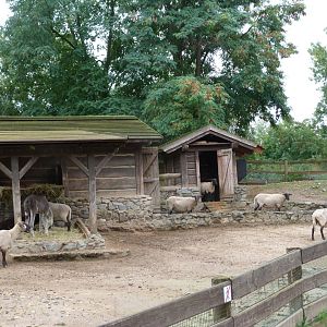 Suffolk sheep and Alpaca exhibit -Zoo Praha (2025)