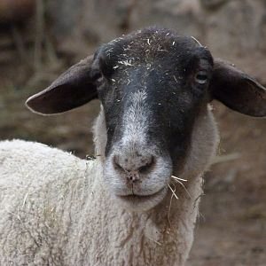 Suffolk sheep -Zoo Praha (2025)