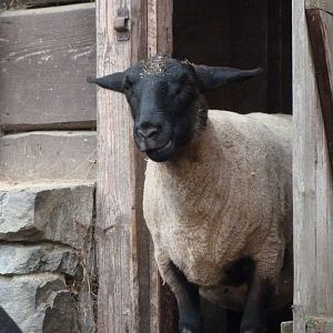 Suffolk sheep -Zoo Praha (2025)