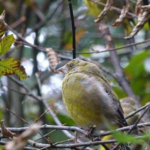 European greenfinch -Zoo Praha (2025)