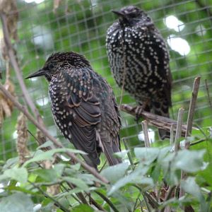 Common starlings -Zoo Praha (2025)