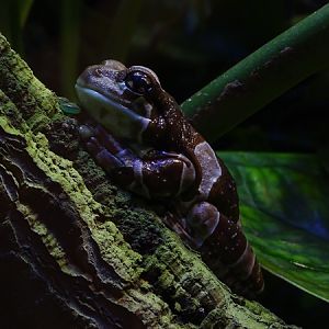 Mission golden-eyed tree frog (Trachycephalus resinifictrix)